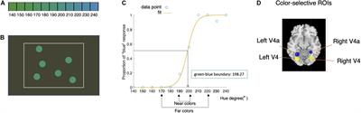 Neural Hierarchy of Color Categorization: From Prototype Encoding to Boundary Encoding